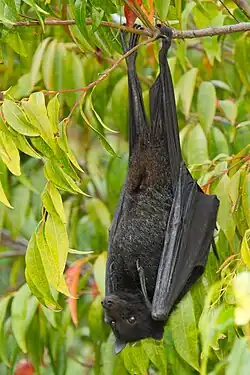 Black bat