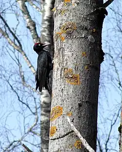 Black woodpecker, Fröbol, Värmland