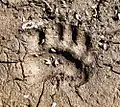 Paw print of a bear, showing similarity to curious outline of Arctopus foliage - whence genus name