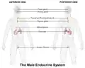 Male endocrine system