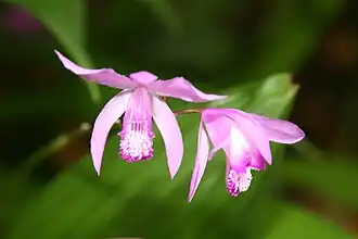 Hyacinth orchid (Bletilla striata)