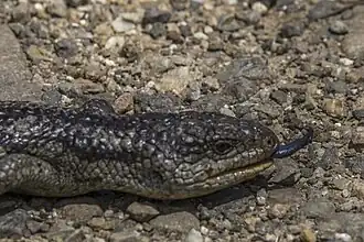 Showing blue tongue, Ben Lomond, Tasmania