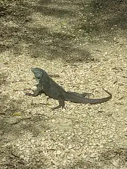 A blue iguana finds a bit of sunlight and rests on some gravel