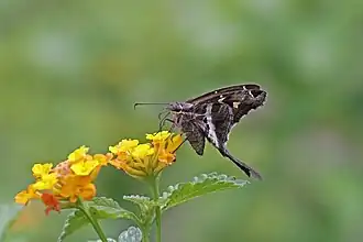 C. catillus albius Blurry-striped longtail, Panama