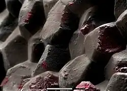 Bone marrow of cow (horizontal), SE image, ElectroSscan E3 ESEM.