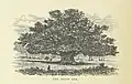 Book illustration of the Major Oak in 1879