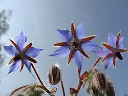 Borage plant flowers.