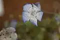 Nemophila menziesii var. integrifolia, close-up