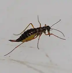 The snow scorpionfly Boreus hyemalis on snow