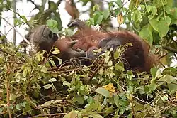 Orangutan laying on a pillow made of twigs