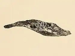 Drawing of spiny rat bone