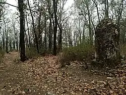 Oak forest in the Sierra de Santa Rosa in Guanajuato