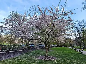 Image of a Yoshino Cherry Tree on a clear afternoon.