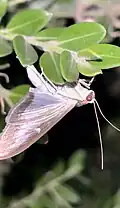 Box tree moth (Cydalima perspectalis)
