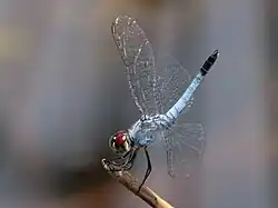 Male puts his tail in the air in an obelisk position that is not vertical