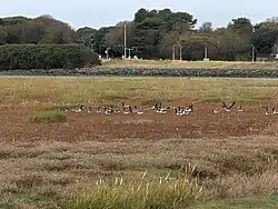 A photo of a wetland area. There is a collection of Brant geese on the ground. One is flapping its wings.
