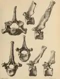 Vertebrae from Wookey Hole (now in Taunton Museum).