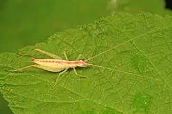 A image of Broad-winged Tree Cricket from Virginia