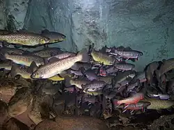 Brook trout, brown trout and rainbow trout on exhibit in River Journey.