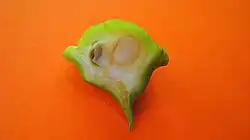 Section of unripe fruit