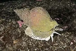 Buccinum undatum off Oanes, Norway