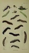 Young larva at the "bird dirt" stage and final instar larva (figs.1,1a,1b)