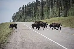 A herd crossing Alaska Highway.