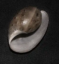 Bulla gouldiana