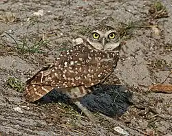 Florida burrowing owl (A. c. floridana), Florida.