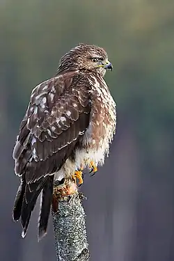 Common buzzard.