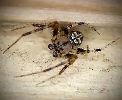 Butterfly Orbweaver (Araneus pegnia) male