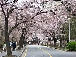 Blossoming cherry trees over a street in CNU's Daejeon campus