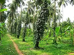 CPCRI on Kumbla Road