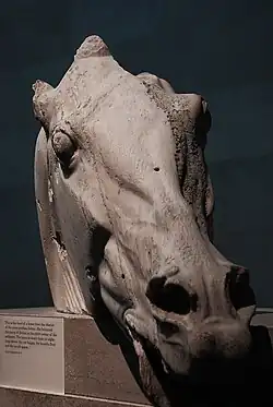 Head of one of Selene's horses.