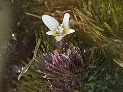 Submerged plant with small narrow leaves and a five-petaled white flower above the surface