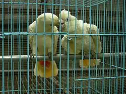 Two mainly white-plumaged cockatoos facing each other in a cage. Some feathers at the base of the underside of their tails are red