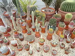 Various cacti.
