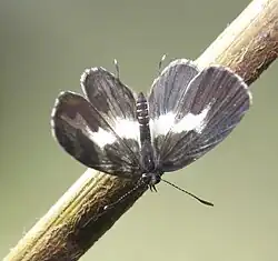 Imago (upperside)