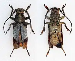 Image of a Callimetopus Danilevsky beetle from the top and from the bottom