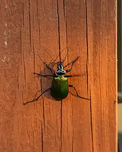 Calosoma scrutator in Arkansas, USA