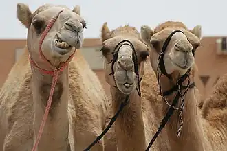Dromedaries at the city's Camel Market. The camel is important to the cultures of Arabia, the Middle East, and elsewhere.[81]