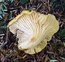A yellow chanterelle mushroom, flipped over to reveal its vein-like ridges on the bottom of the cap.