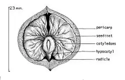 black and white cross-section drawing of a shagbark hickory nut