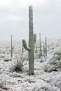 Snow-covered saguaro near Tucson