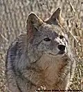 Carrie, a coyote, takes a moment to ponder the meaning of life.