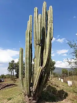 Mexican fencepost cactus at the Teotihuacan, Mexico.