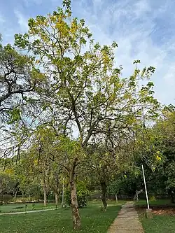 Cassia fistula at Leisure Valley, Chandigarh