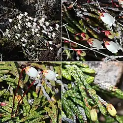 Cassiope lycopodioides on Mount Yake, Hida Mountains, Takayama, Gifu Prefecture, Japan