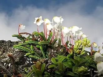 Cassiope lycopodioides on Mount Chōkai, Yamagata Prefecture, Japan