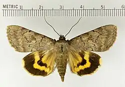 Catocala serena serene underwing